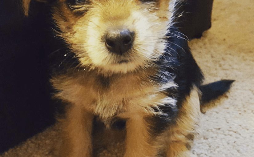 Lola