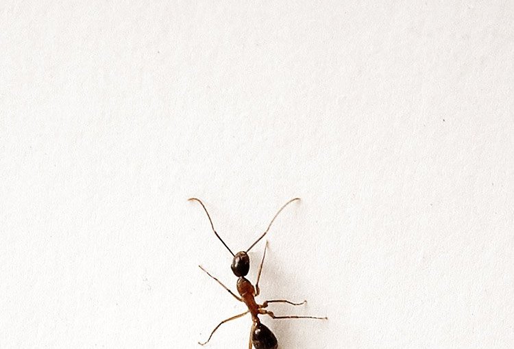 The Ant