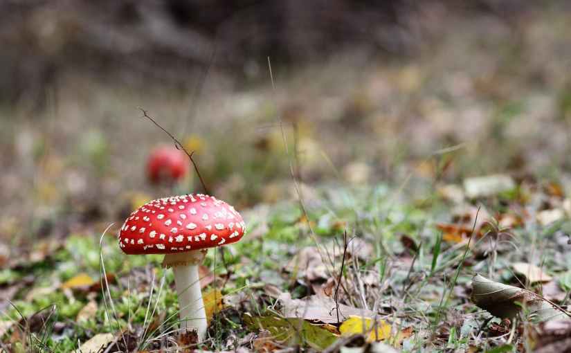 Poisonous Plants
