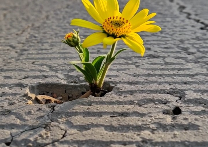 Flower| Video